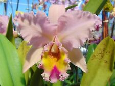Blc. georg king for sale  Arcadia