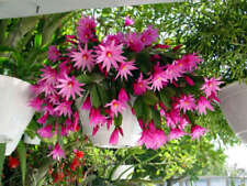 Easter orchid cactus for sale  Laurel