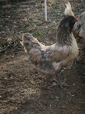 Easter egger hatching for sale  Pickerington