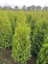 5st thuja brabant gebraucht kaufen  Saterland