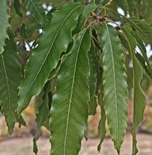 Quercus acutissima lama usato  Napoli
