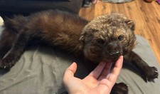soft mount taxidermy for sale soft mount taxidermy for sale Mc Kees Rocks