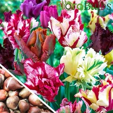 Tulip bulbs mixed for sale  WISBECH