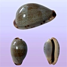 Cypraea xanthodon dingo usato  Roma