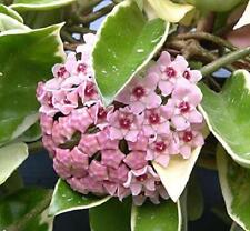 Hoya carnosa krimson usato  Maddaloni