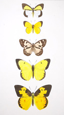 1835, H.L.E. PAQUETE ORIGINAL ACUARELAS ANTIGUAS SOBRE MARIPOSAS EXÓTICAS YC3 segunda mano  Embacar hacia Mexico