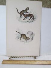 Vintage print cats for sale  Belfast