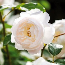 Desdemona englische rose gebraucht kaufen  Haselünne