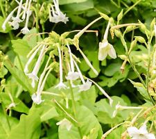 5500x nicotiana sylvestris for sale  DEWSBURY