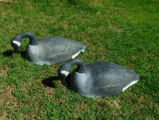 Giant canadian goose for sale  USA