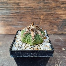 Aztekium ritteri wn gebraucht kaufen Aztekium ritteri wn gebraucht kaufen  Detmold