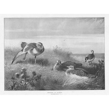 Archibald thorburn bustards for sale  GLASGOW