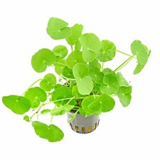 Hydrocotyle leucocephala brazi for sale  HOUNSLOW