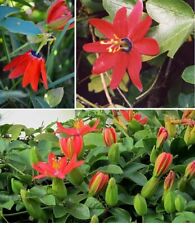 Red passion flower for sale  BROCKENHURST