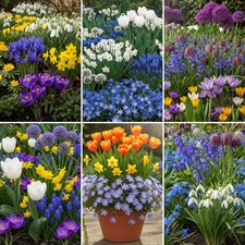 Mixed flower bulb for sale  UK