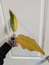 High color philodendron for sale  Fort Worth