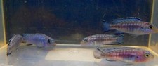Blue socolofi cichlids for sale  Middleburg