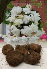 White pendula begonia for sale  ALFRETON