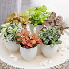 Bare root fittonia for sale  ANTRIM