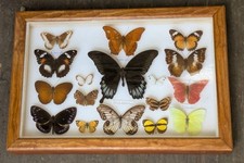 Colourful tropical butterfly for sale  BISHOP AUCKLAND