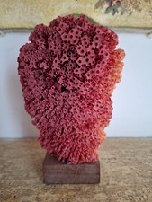 Corail rouge naturel d'occasion  La Garde