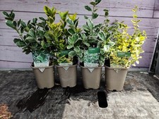 Euonymus mix hardy for sale  HARLOW