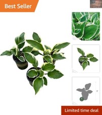Stylish live hosta for sale  Woodstock