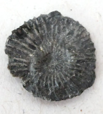Small ammonite fossil for sale  SALISBURY