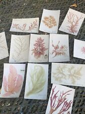 Marine herbarium postcards d'occasion  Expédié en Belgium