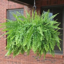 Boston fern nephrolepis for sale  Hialeah
