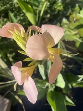 Pink delight canna for sale  Tolleson