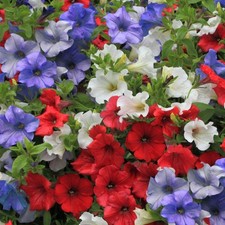Petunia britannia mix for sale  UK