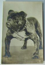 Champion rodney stone for sale  ANTRIM