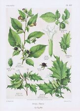 Planche botanique gaston d'occasion  Marcillat-en-Combraille
