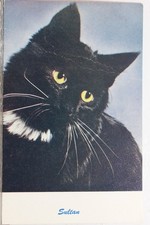 postcards vintage cats for sale postcards vintage cats for sale Wilmington