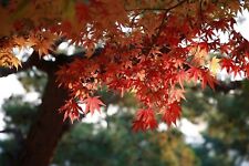 Graines érable japon d'occasion  Clermont-Ferrand-