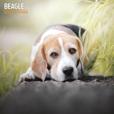 Beagle calendrier traditionnel d'occasion  Lyon I