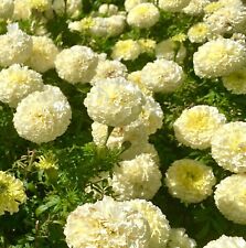White african marigold for sale  DEWSBURY
