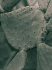 Still life print usato  Italia