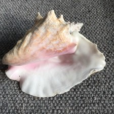 Large queen conch for sale  FOLKESTONE
