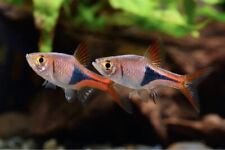 Harlequin rasbora community for sale  LONDON