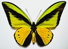 Fantastic ornithoptera goliath usato  Spedire a Italy