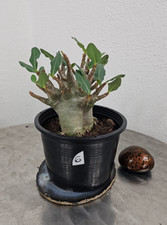 Wüstenrose adenium arabikum gebraucht kaufen  Seligenstadt