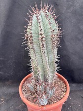Euphorbia horrida cactus usato  Massafra