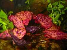 Tiger lotus red d'occasion  Krautergersheim