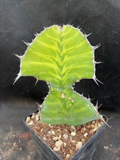 Euphorbia grandialata vivaio usato  Massafra