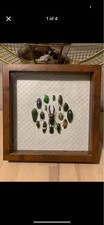 Bug taxidermy art for sale  Riverton