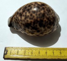 Conchiglia cypraea tiger usato  Anzio