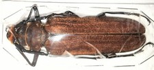 Cerambycidae callipogon fragos for sale  Shipping to United States