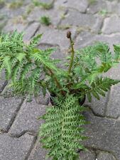 Baumfarn cyathea australis gebraucht kaufen  Bernau